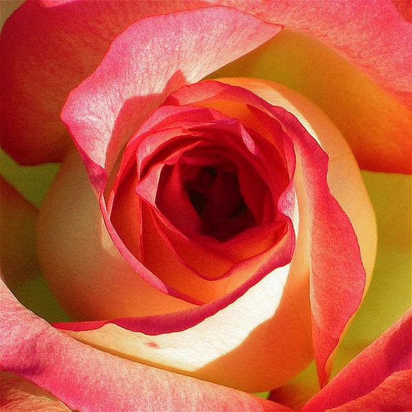 45 Beautiful Pictures of Roses