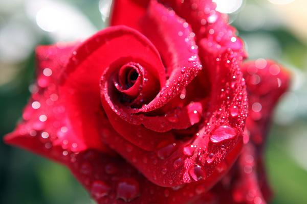 45 Beautiful Pictures of Roses