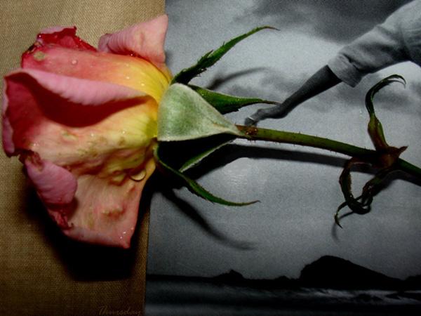 45 Beautiful Pictures of Roses