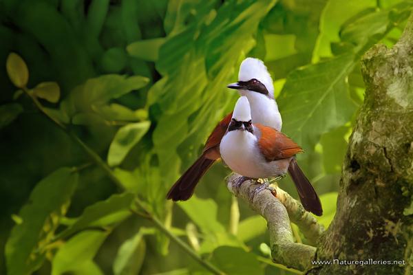 Brid photography by Sompob Sasismit