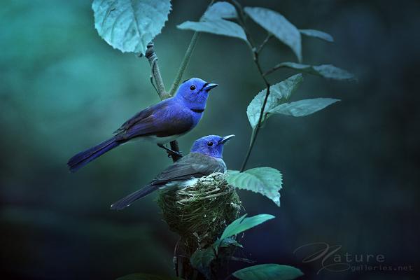 Brid photography by Sompob Sasismit