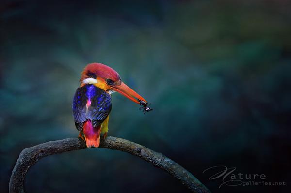 Brid photography by Sompob Sasismit