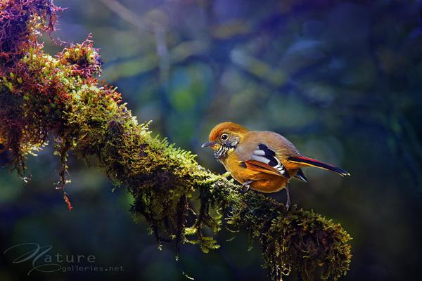 Brid photography by Sompob Sasismit