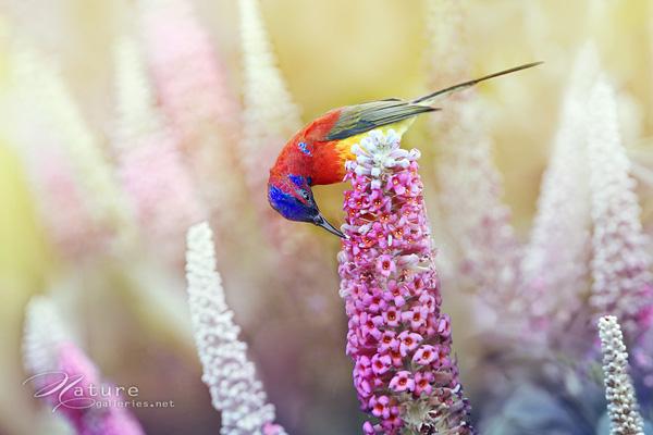 Brid photography by Sompob Sasismit