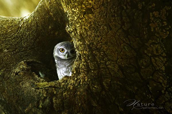 Brid photography by Sompob Sasismit
