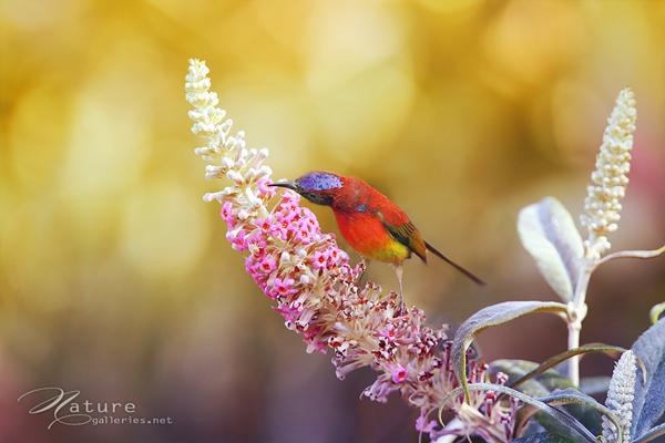 Brid photography by Sompob Sasismit