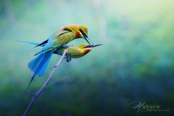 Brid photography by Sompob Sasismit