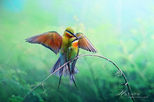 Brid photography by Sompob Sasismit
