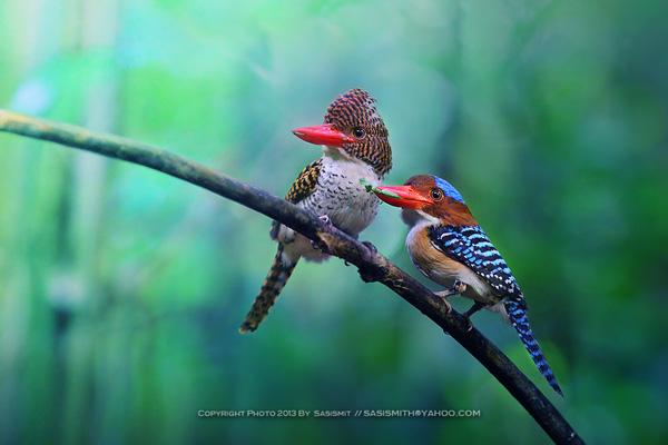 Brid photography by Sompob Sasismit