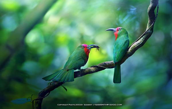 Brid photography by Sompob Sasismit