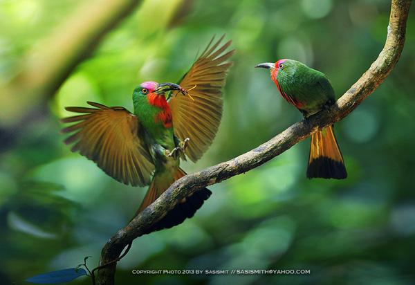Brid photography by Sompob Sasismit