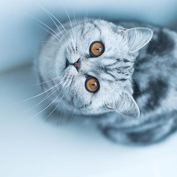 50+ Funny Cat Pictures