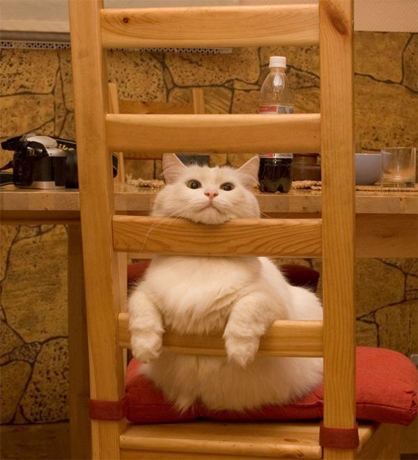 50+ Funny Cat Pictures