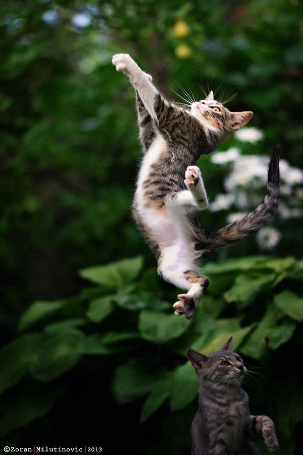 50+ Funny Cat Pictures