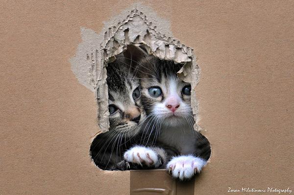 50+ Funny Cat Pictures