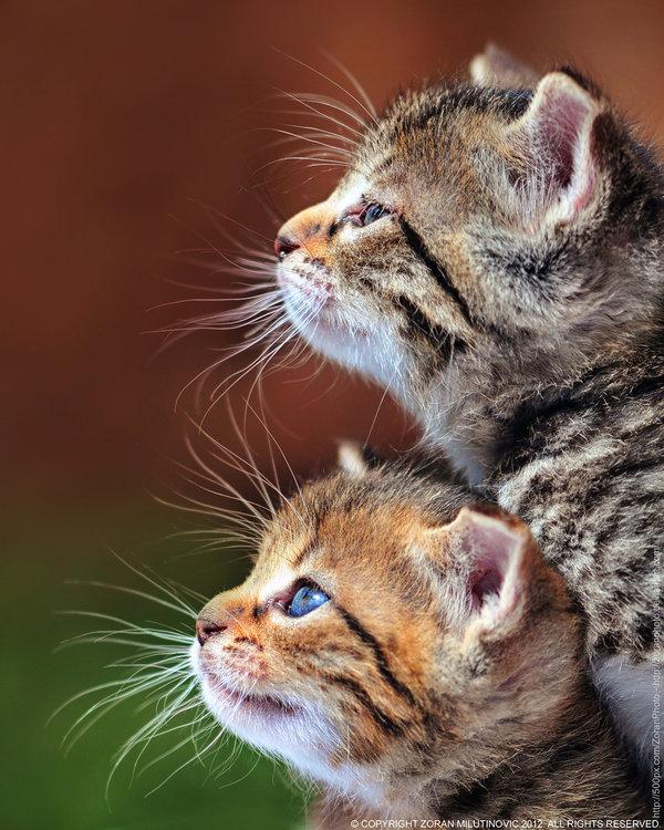 50+ Funny Cat Pictures
