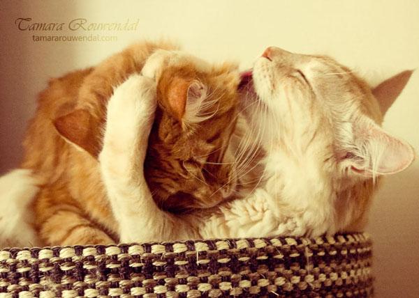 50+ Funny Cat Pictures