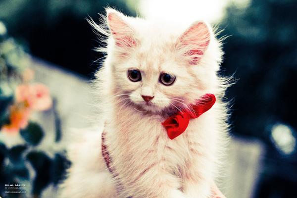 50+ Funny Cat Pictures