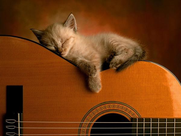 50+ Funny Cat Pictures