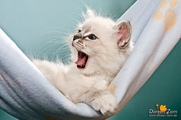 50+ Funny Cat Pictures