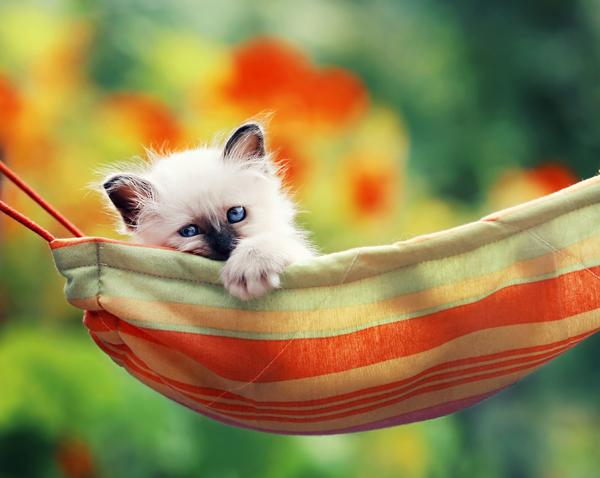 50+ Funny Cat Pictures