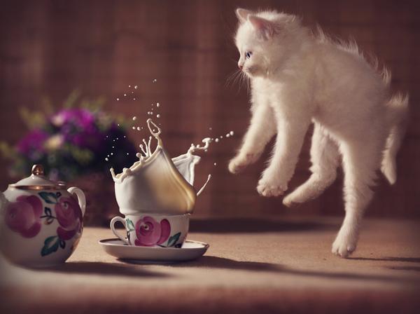50+ Funny Cat Pictures
