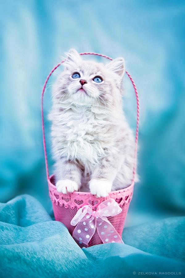 50+ Funny Cat Pictures