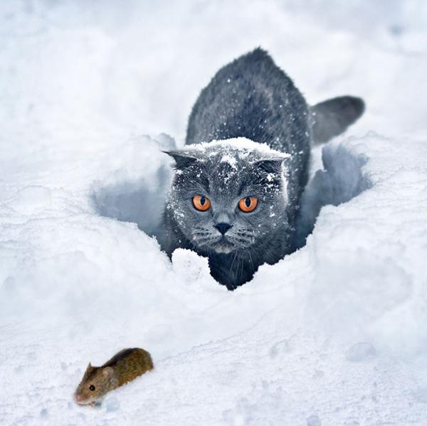 50+ Funny Cat Pictures