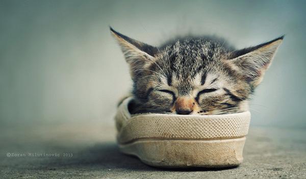 50+ Funny Cat Pictures