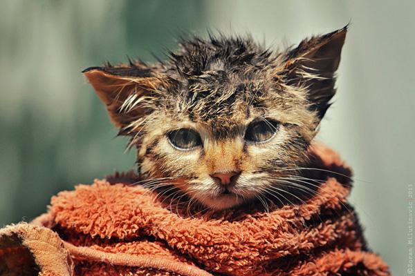 50+ Funny Cat Pictures