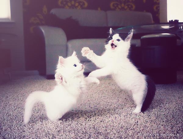50+ Funny Cat Pictures