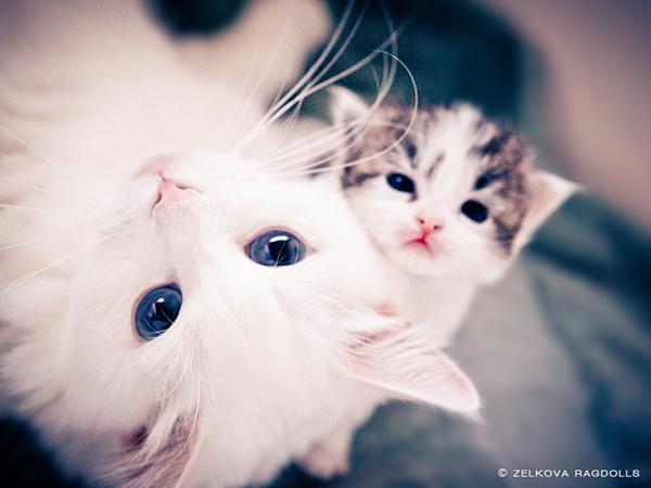 50+ Funny Cat Pictures