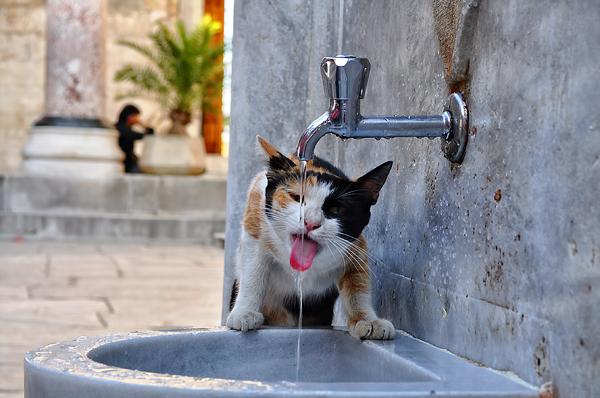 50+ Funny Cat Pictures