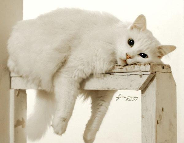 50+ Funny Cat Pictures