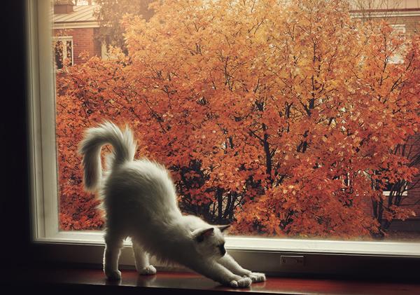 50+ Funny Cat Pictures