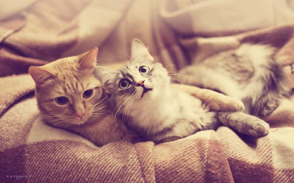 50+ Funny Cat Pictures