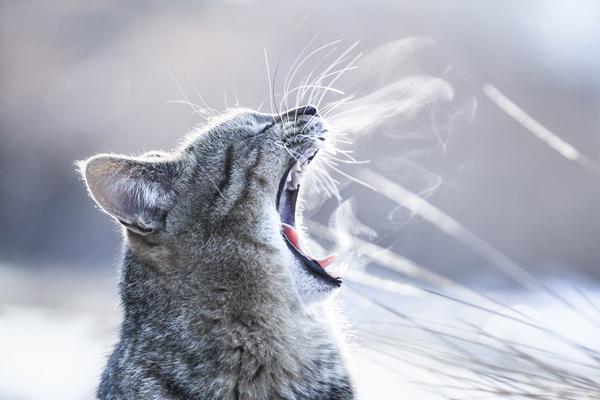 50+ Funny Cat Pictures