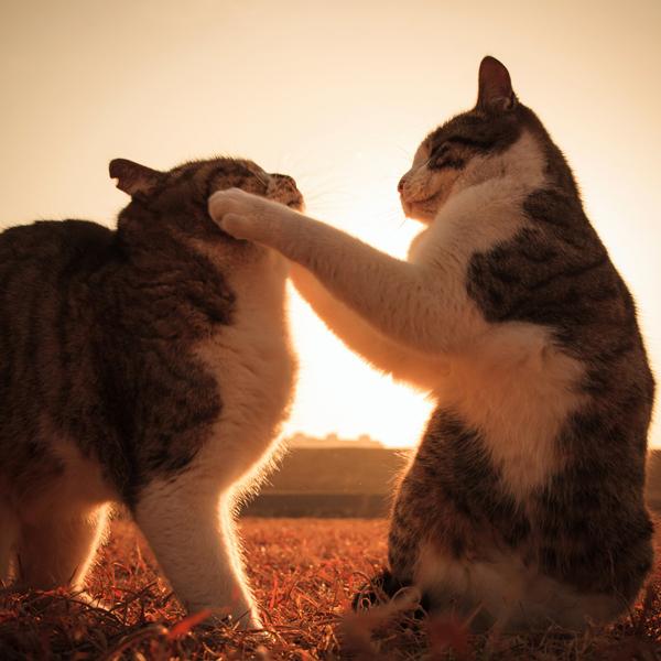 50+ Funny Cat Pictures