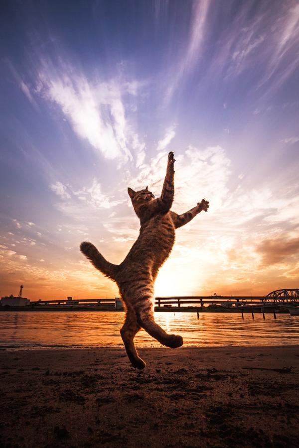 50+ Funny Cat Pictures
