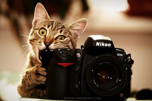 50+ Funny Cat Pictures