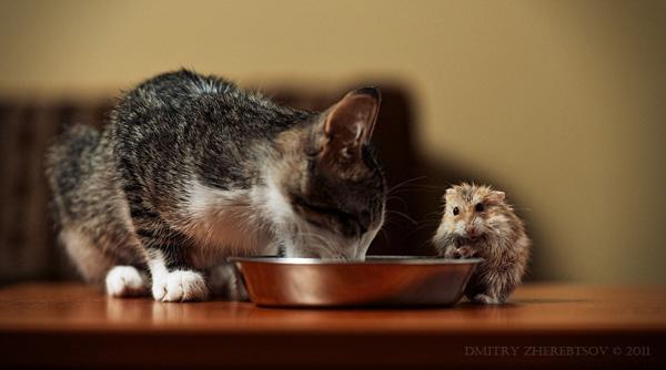 50+ Funny Cat Pictures