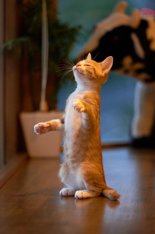 50+ Funny Cat Pictures