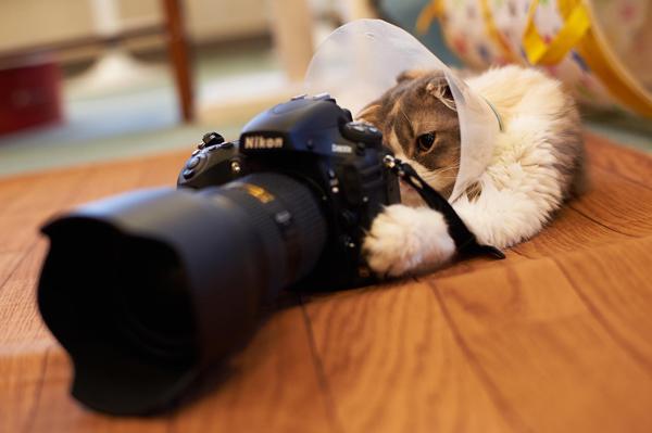 50+ Funny Cat Pictures