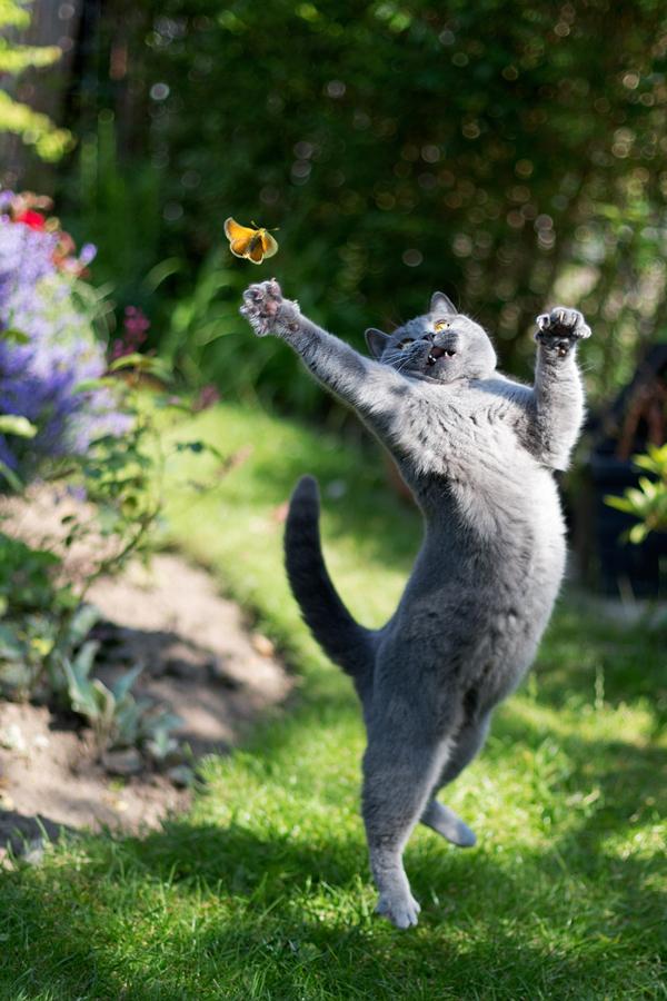 50+ Funny Cat Pictures