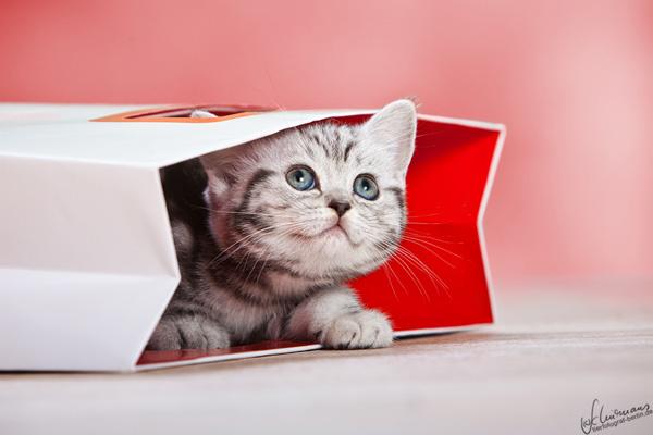 50+ Funny Cat Pictures
