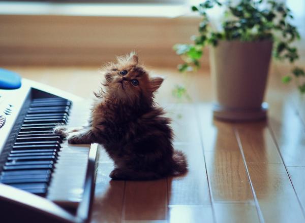 50+ Funny Cat Pictures