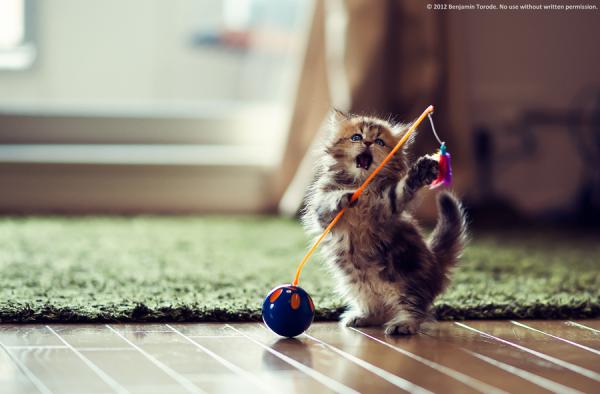 50+ Funny Cat Pictures