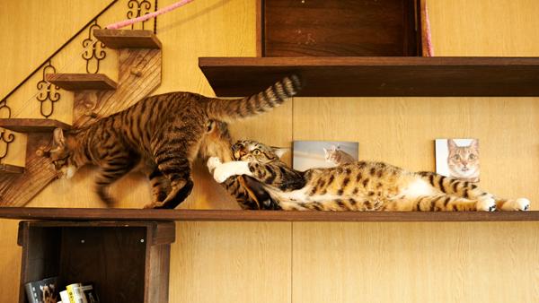 50+ Funny Cat Pictures