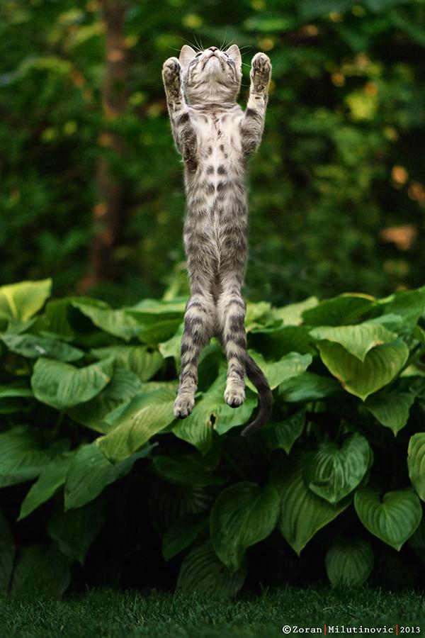 50+ Funny Cat Pictures