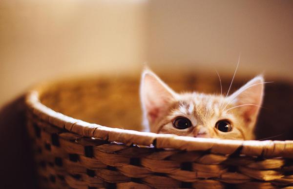 50+ Funny Cat Pictures